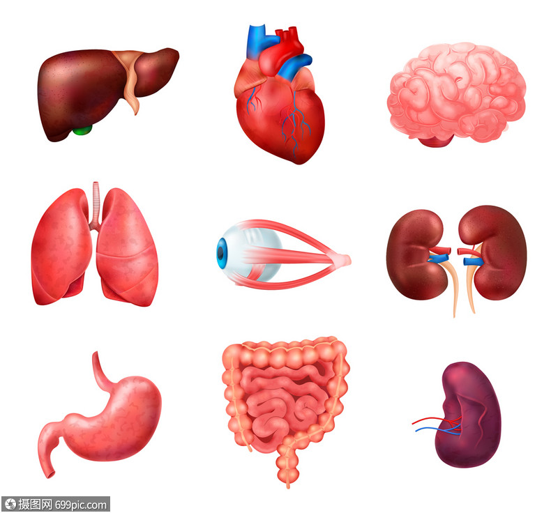 现实的人体内脏解剖图标肺心肝肾脑眼脾肠矢量插图