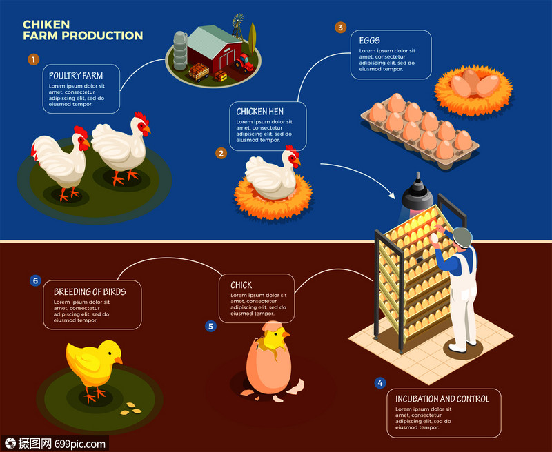 鸡生产逐步家禽养殖场孵化控制养殖鸡等距矢量图