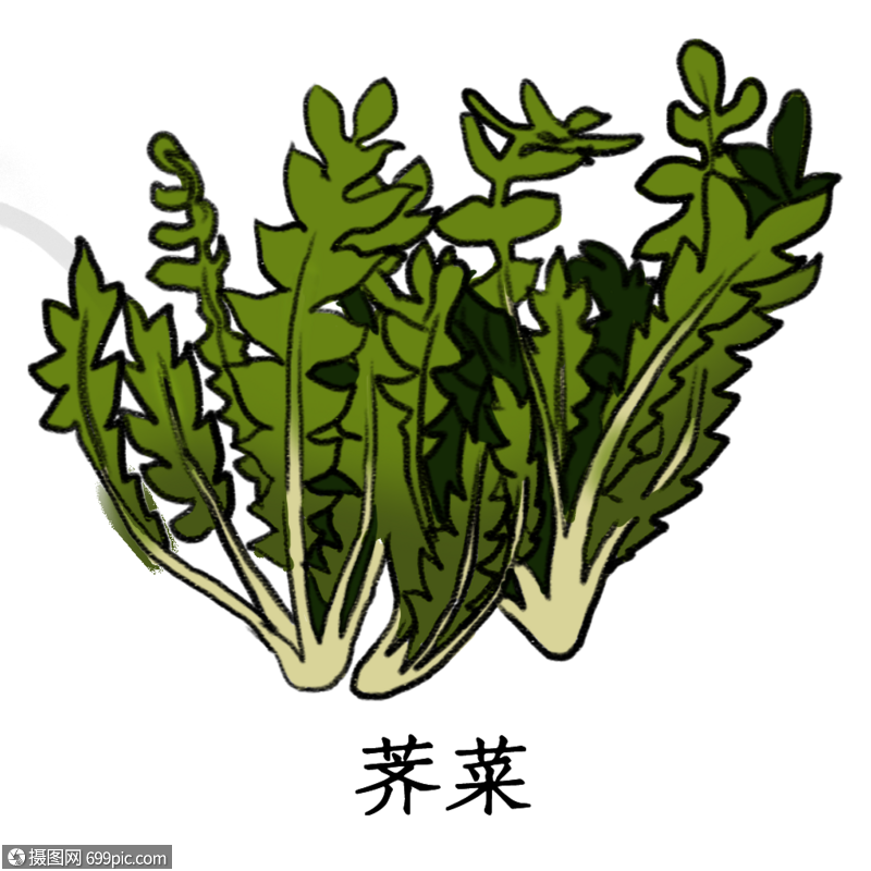 药材荠菜卡通手绘水彩