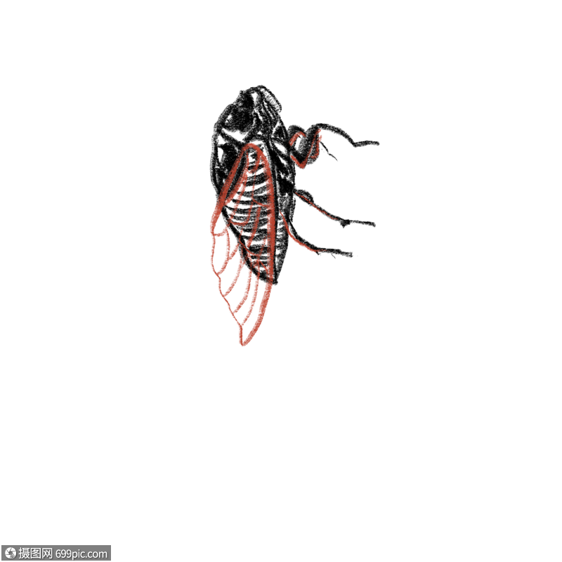 昆虫蝉装饰插图动物卡通昆虫插图