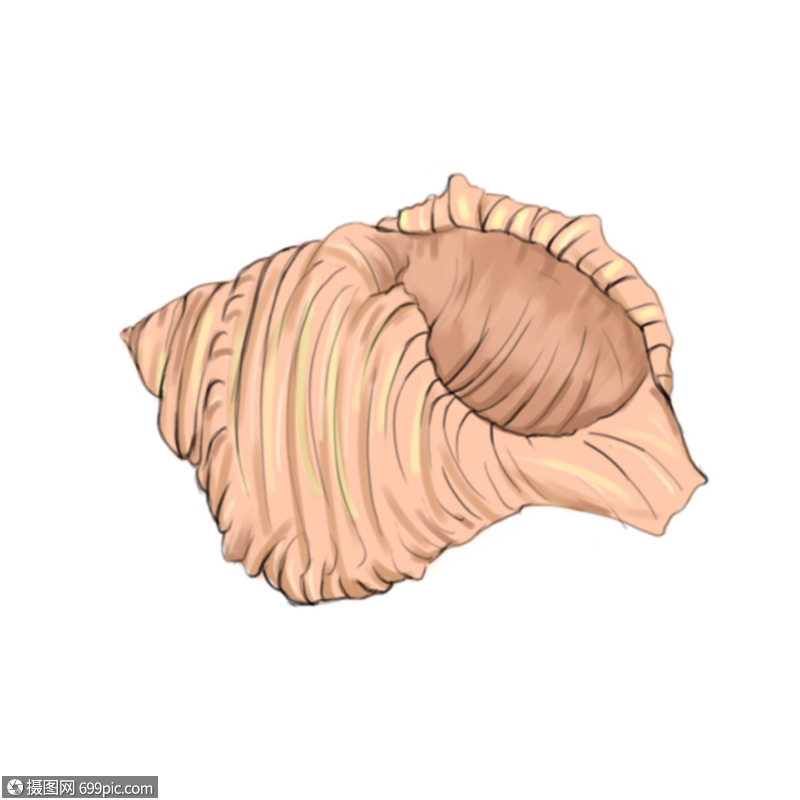 粉色海螺贝壳海洋生物手绘