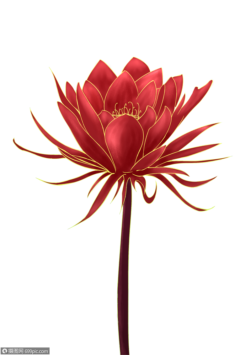 昙花一朵花植物高清图片素材