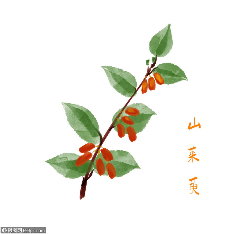 卡通药材山茱萸插图红色叶子