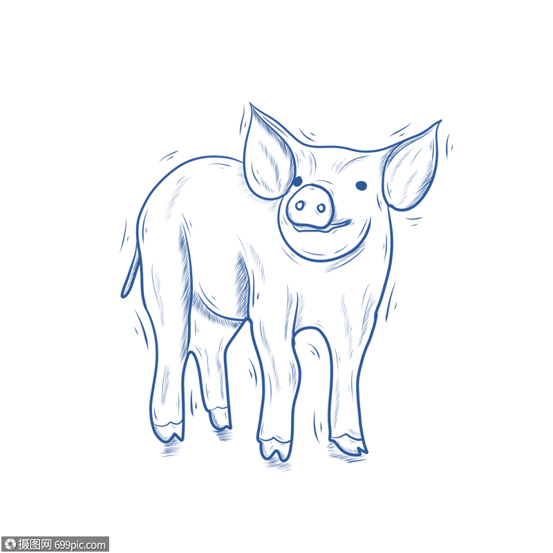 蓝色线条动物简笔画猪