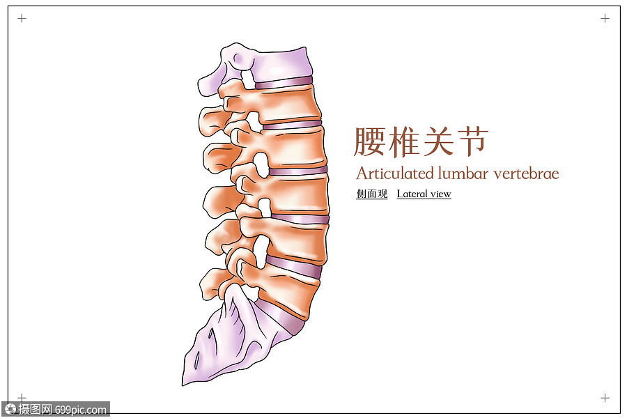 腰椎关节侧面观医疗插画