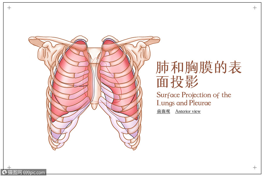 肺和胸膜的表面投影前面观医疗插画肋软骨肺病