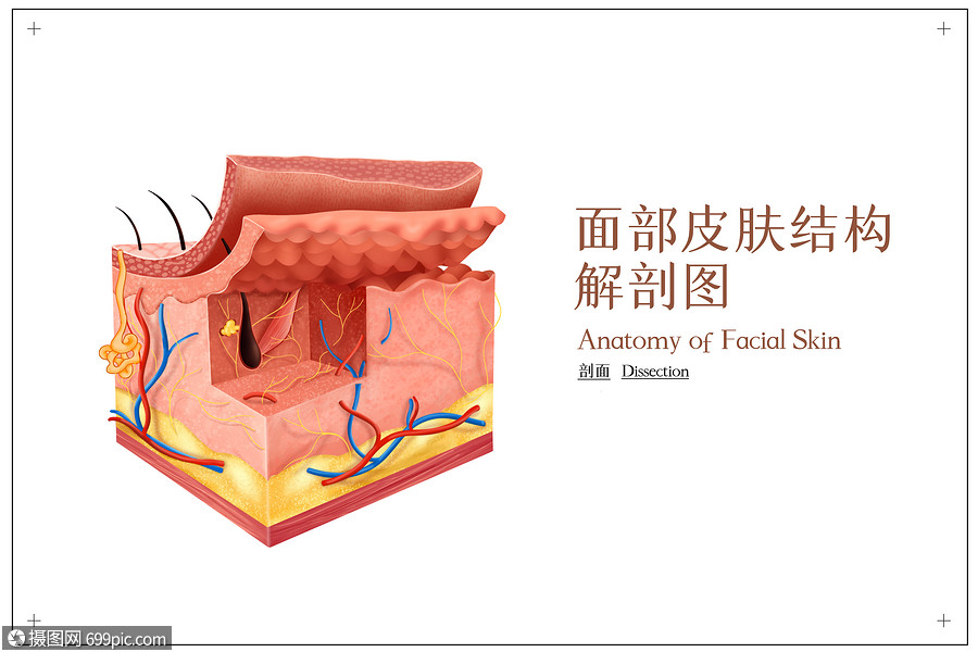 面部皮肤结构解剖图脸部皮肤分层