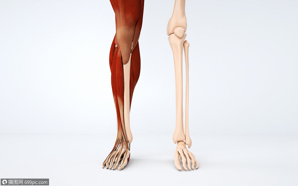 人体小腿结构医疗模型小腿骨