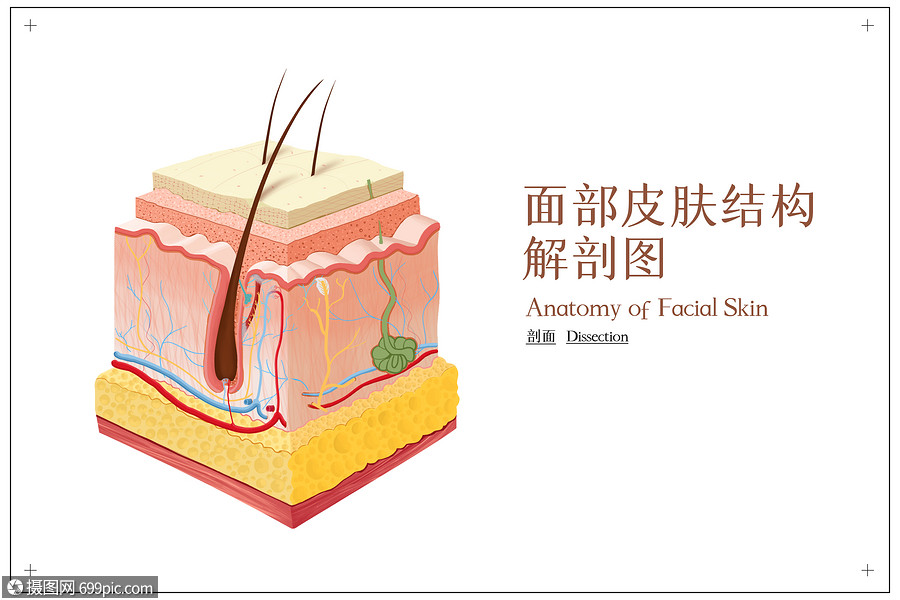 面部皮肤结构解剖图