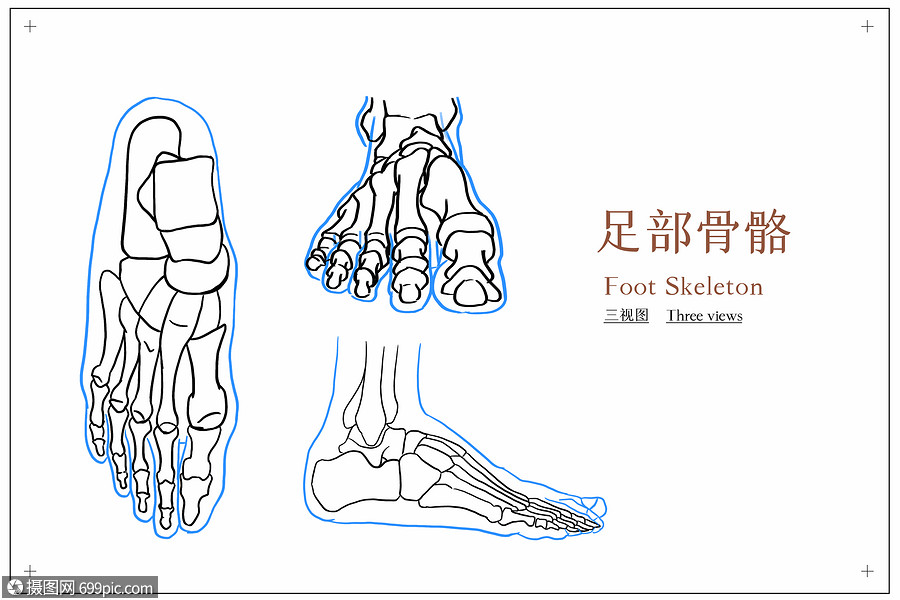 脚部骨骼人体解剖医疗插画足骨科