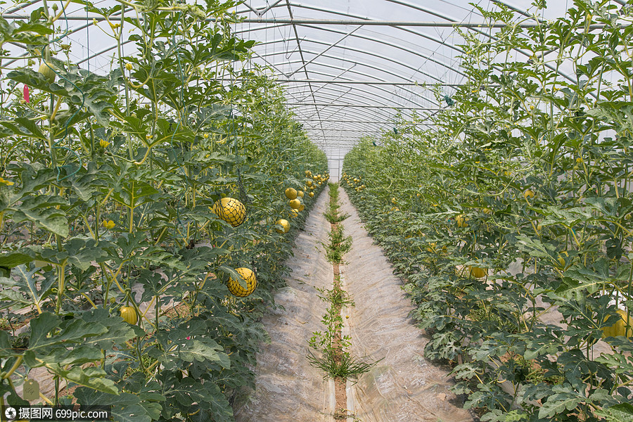 大棚种植水果