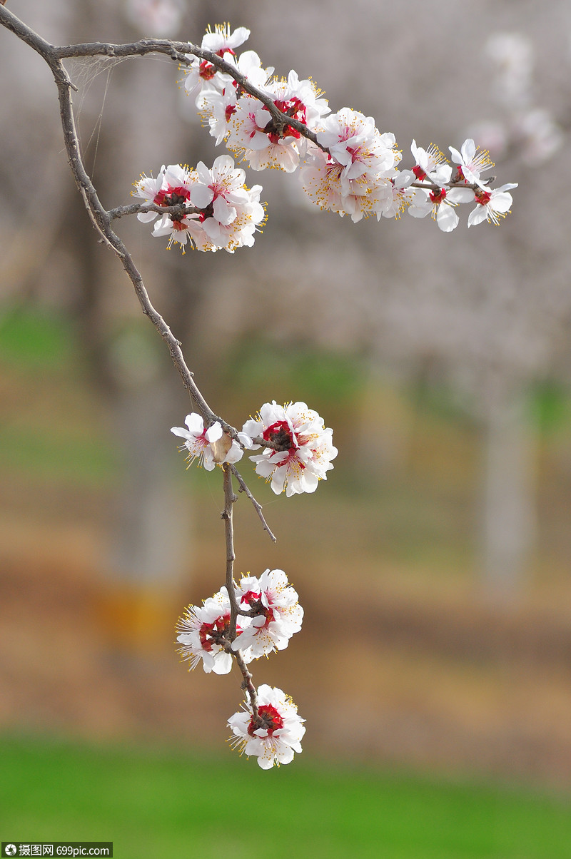 杏花杏树白色高清图片素材