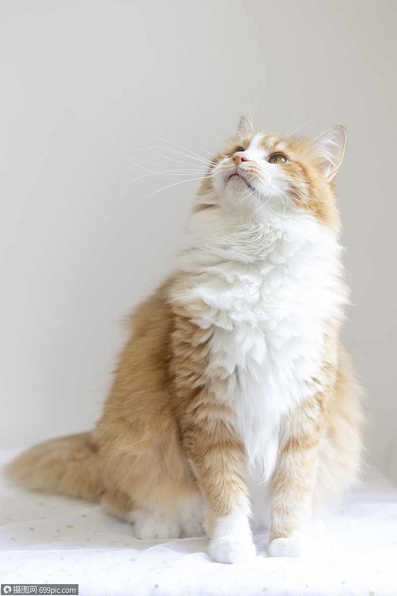 橘猫治愈萌宠高清图片素材