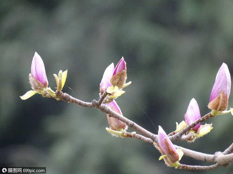 春天含苞待放的玉兰花植物花骨朵