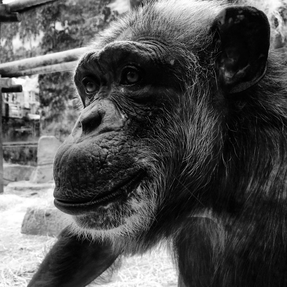 大猩猩图片大全黑白图片