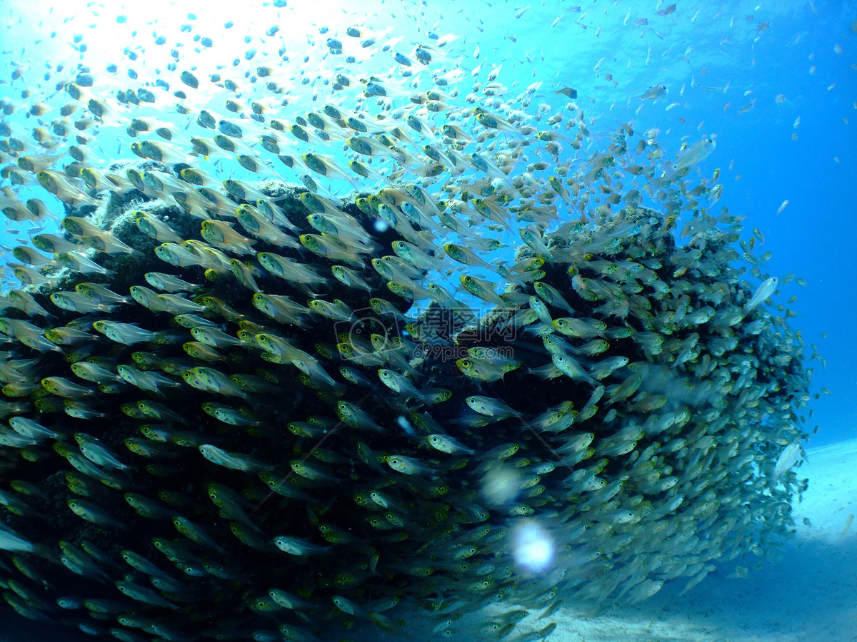 海中成群的魚類