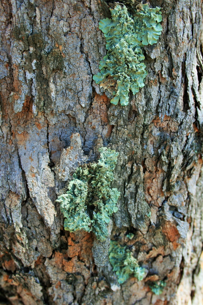 树干上的苔藓
