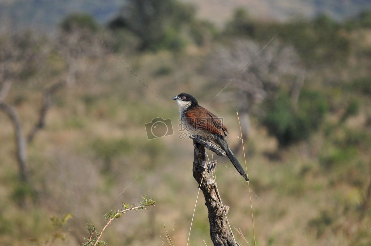 摄影图片照片免费下载,正版图片编号232622,搜索图片就来摄图网!