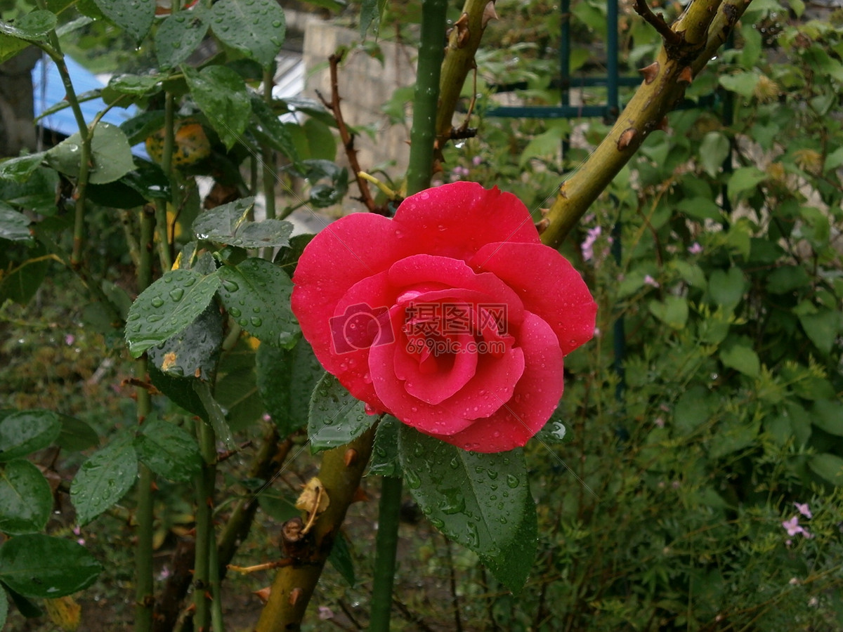 最美玫瑰花图片大全集(最美玫瑰花高清图片 壁纸)