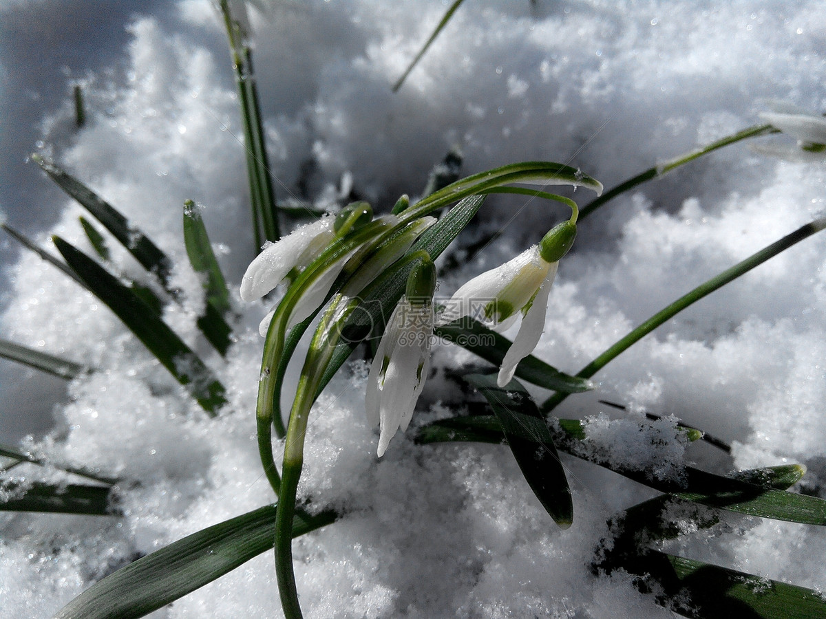 雪地里盛开的雪莲