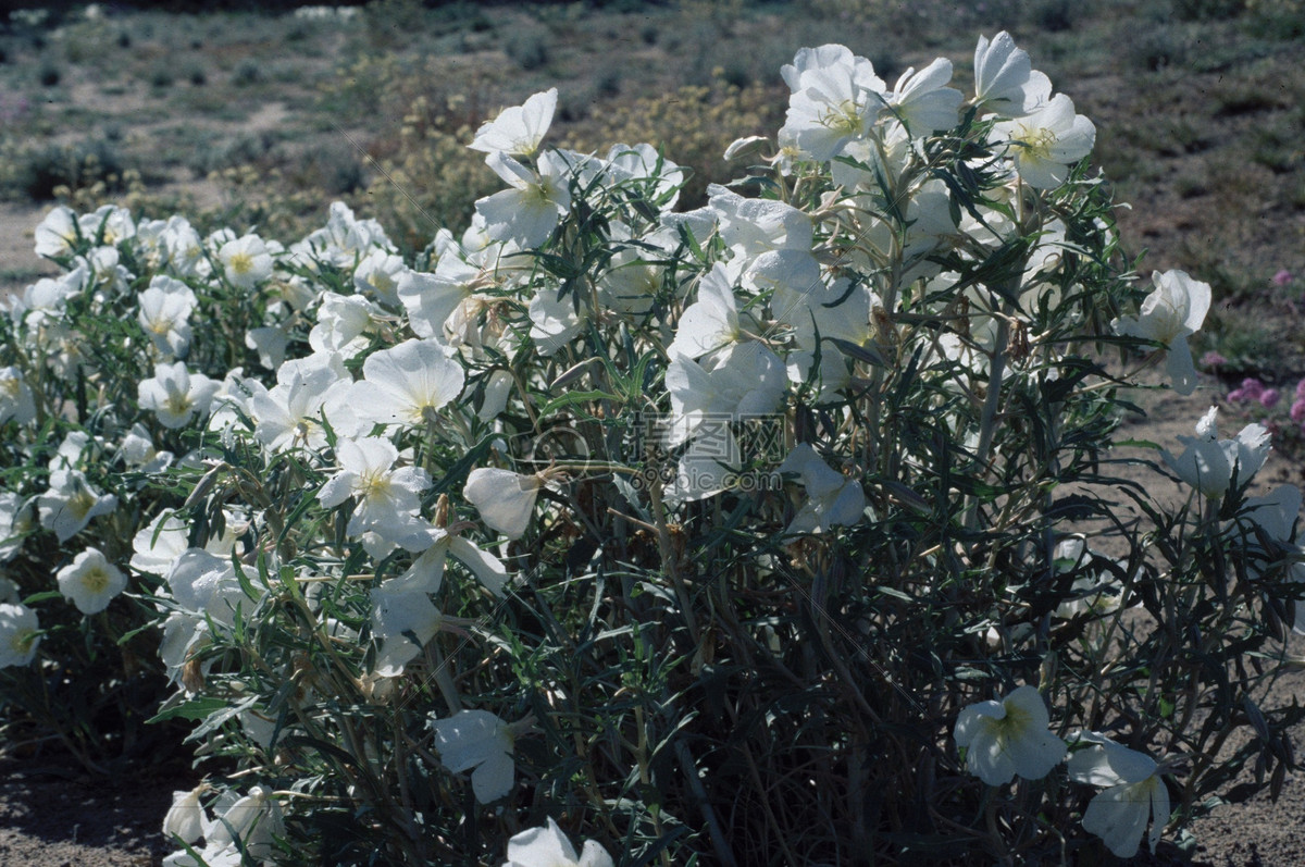 簇拥绽放的白色花朵摄影图片照片免费下载,正版图片编号672445,搜索