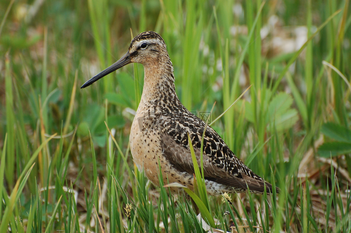 短嘴dowitcher