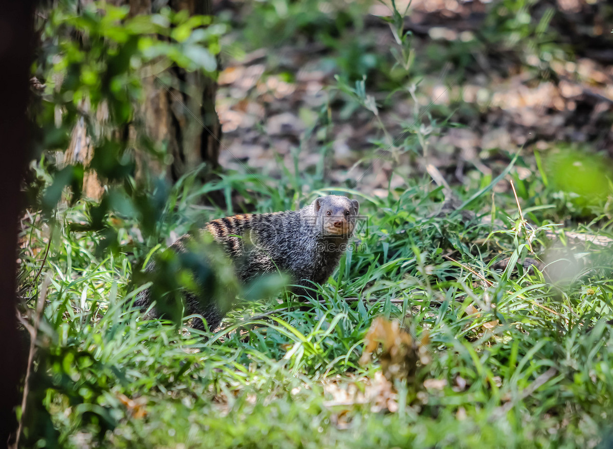 野外可愛小動物