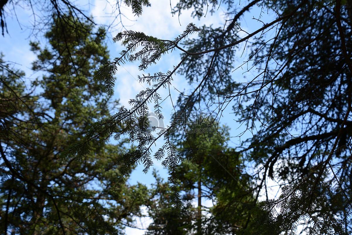 蓝天,针,pinetree摄影图片照片免费下载,正版图片编号