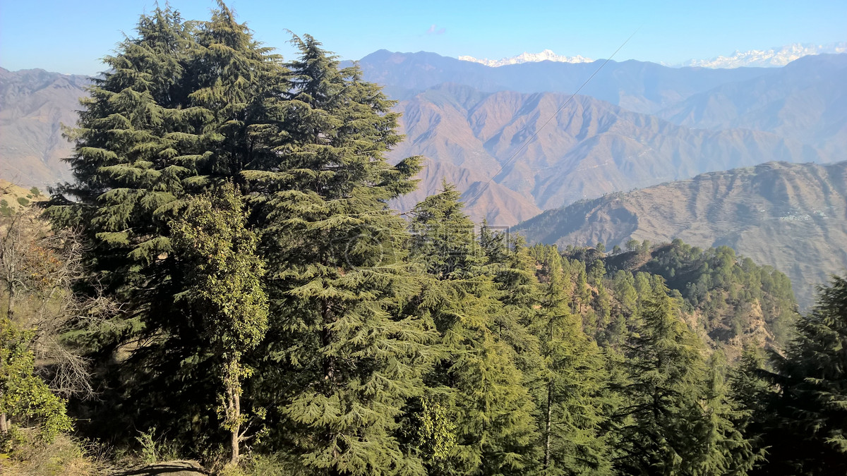 高山和樹木風景