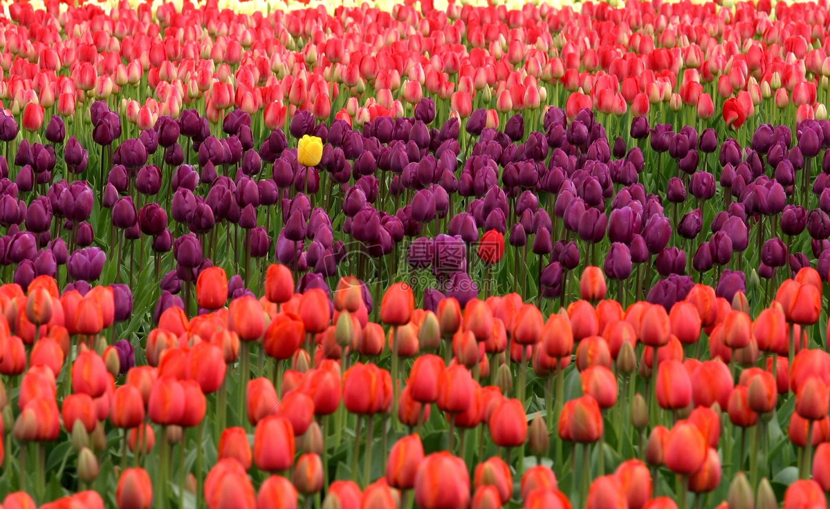 红色和紫色的花田