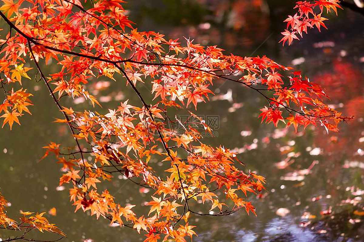 紅透了的楓葉