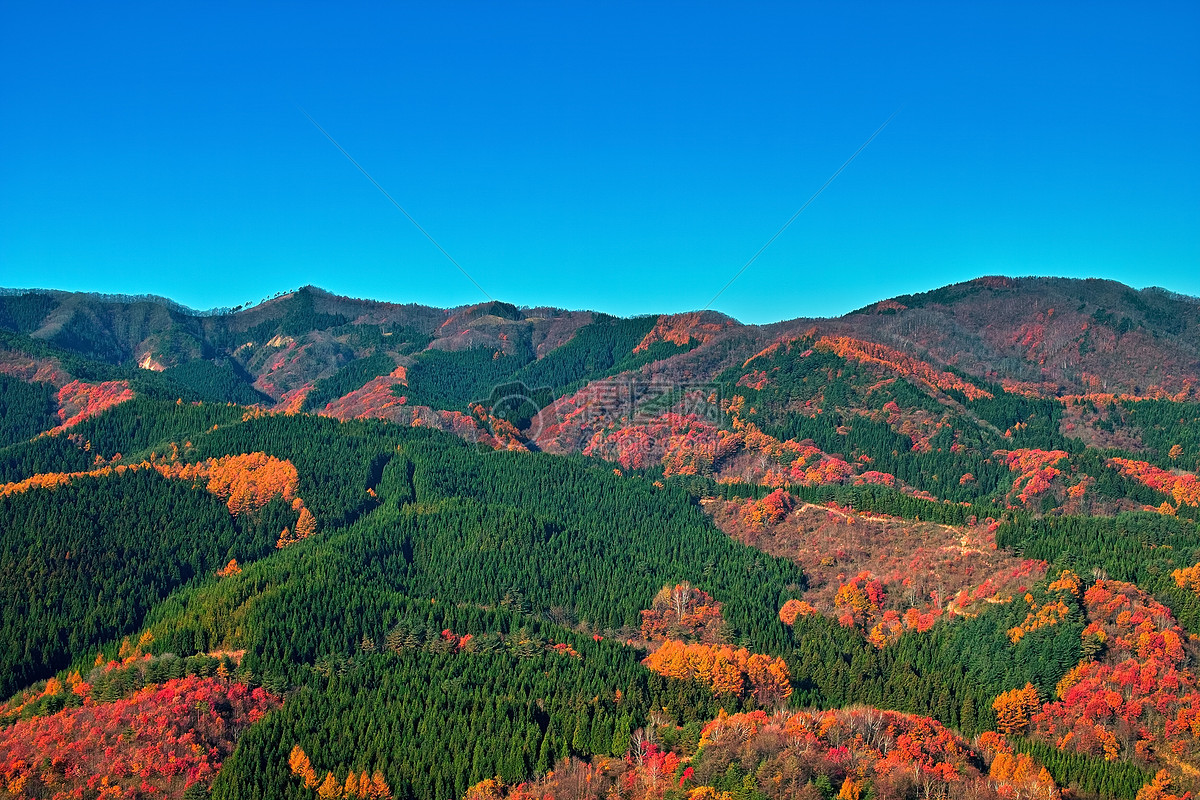 鮮豔的大山林圖片