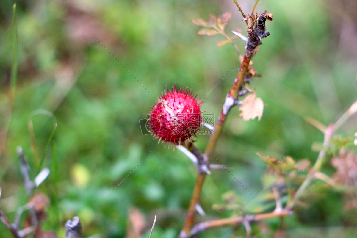 紅野果圖片