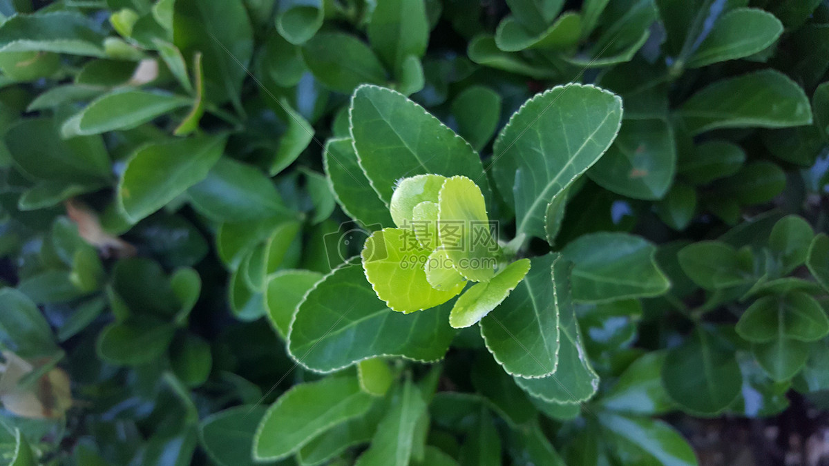 照片 自然风景 植物绿色花草特写大自然生命.