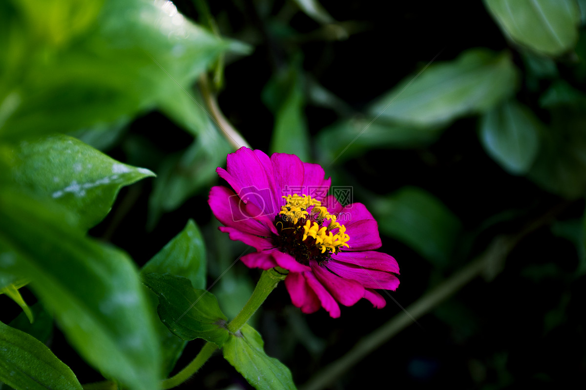 一朵鮮花