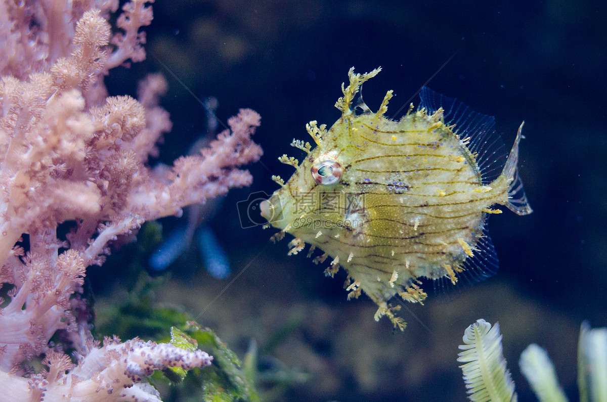 在海里的魚