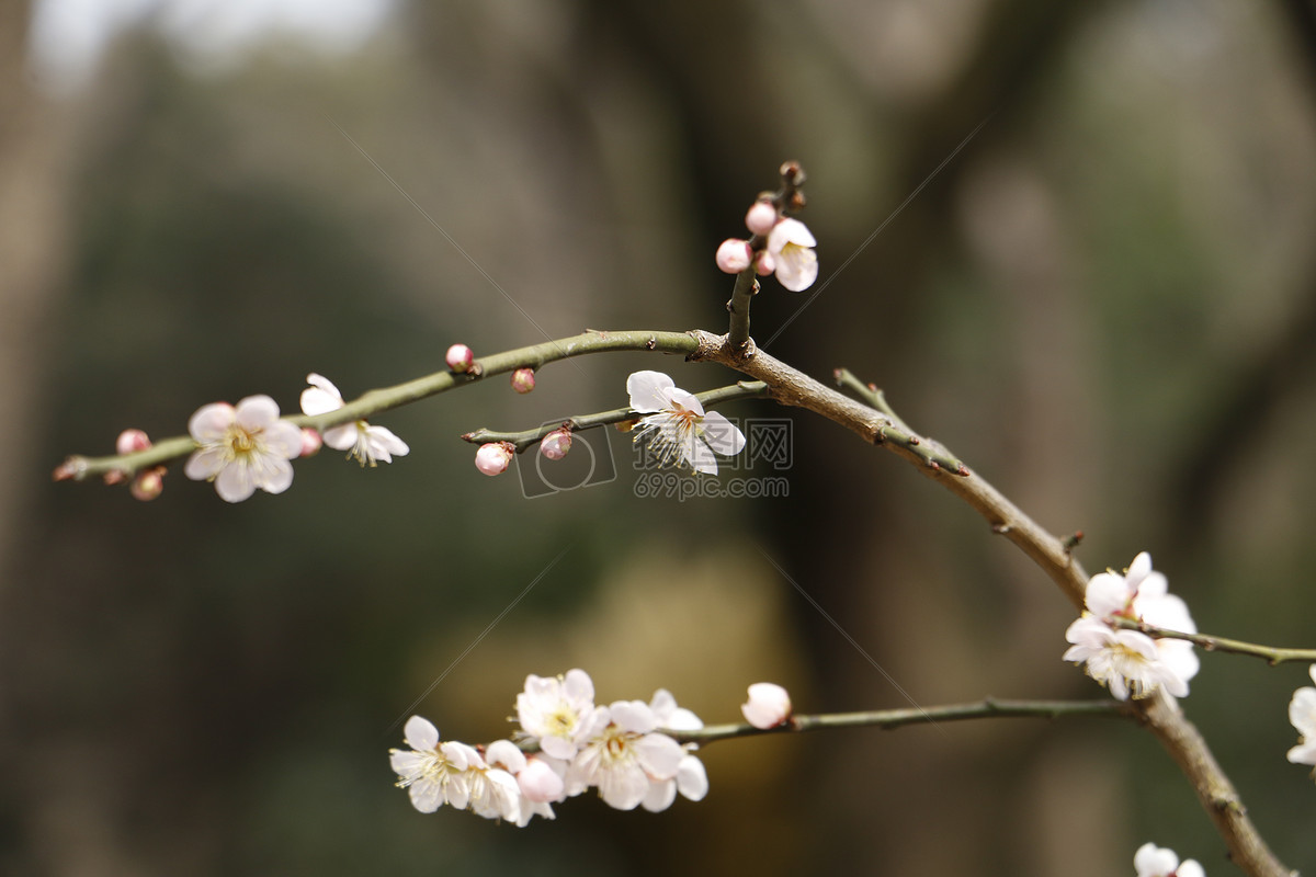 树枝 花朵图片