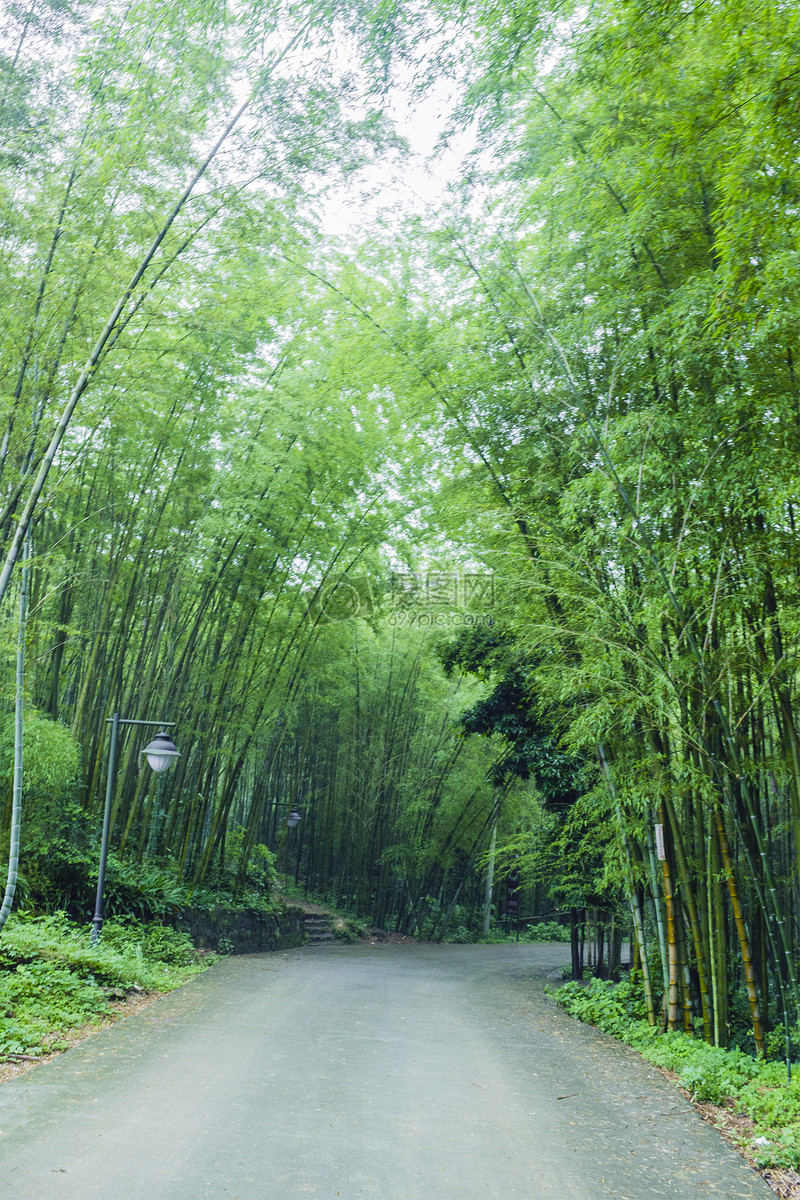 照片 自然風景 竹林小徑.jpg