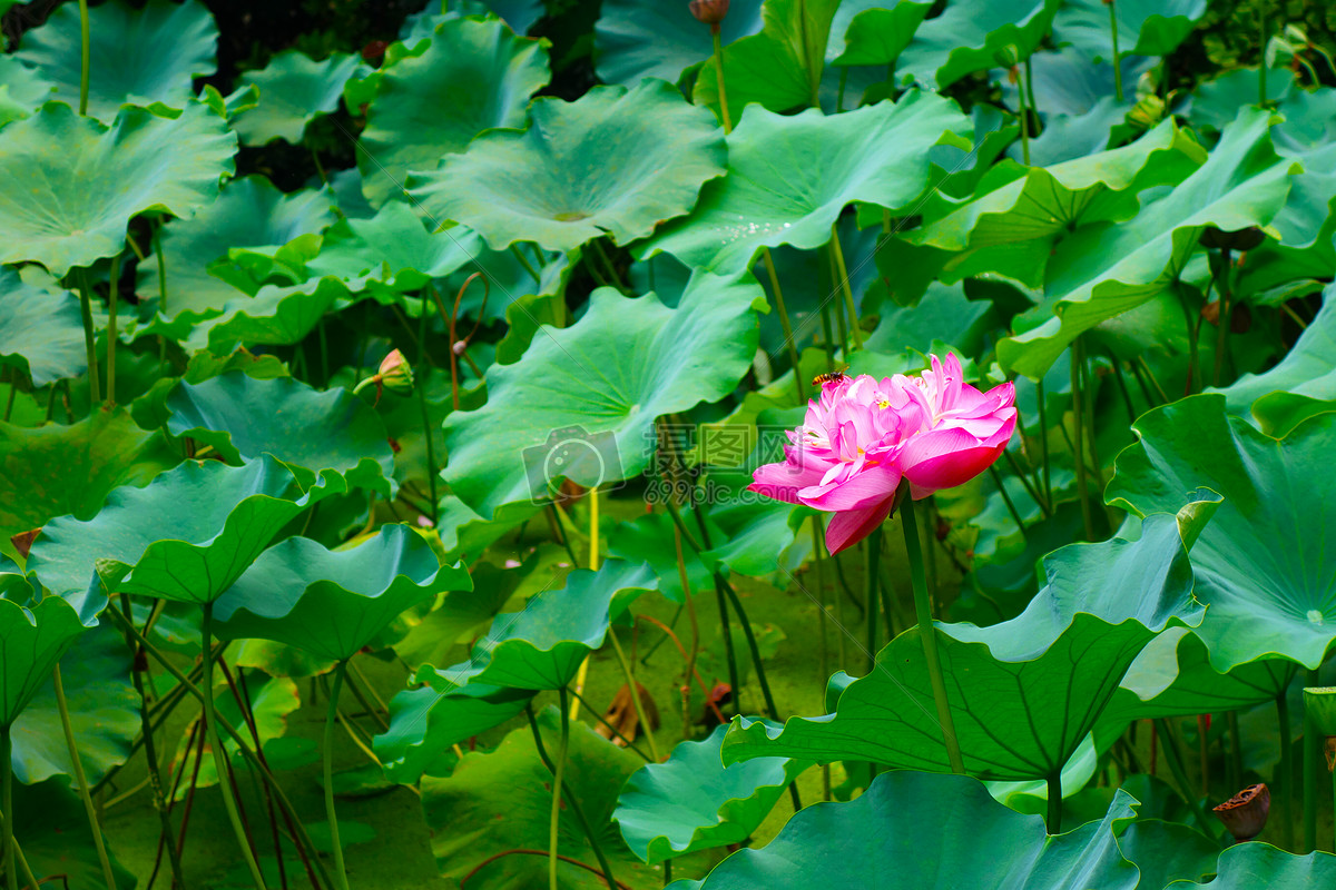 荷花池