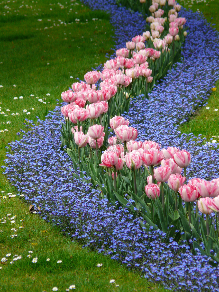 花园里的郁金香摄影图片免费下载