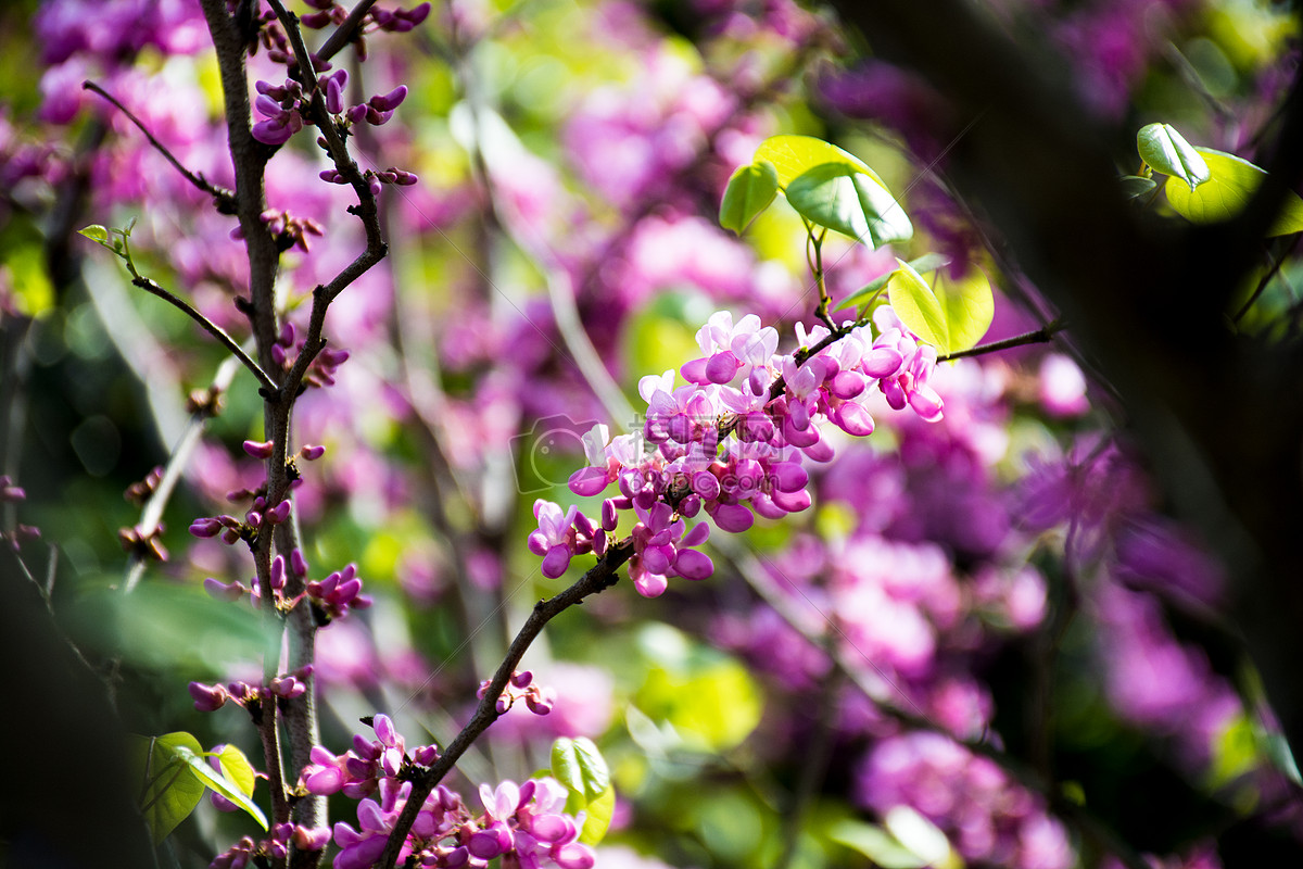 春天城市公園裡漂亮的花