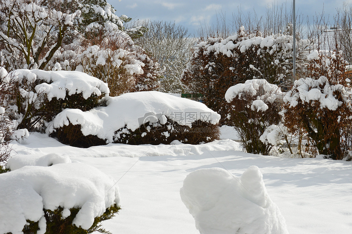 雪地里的植物