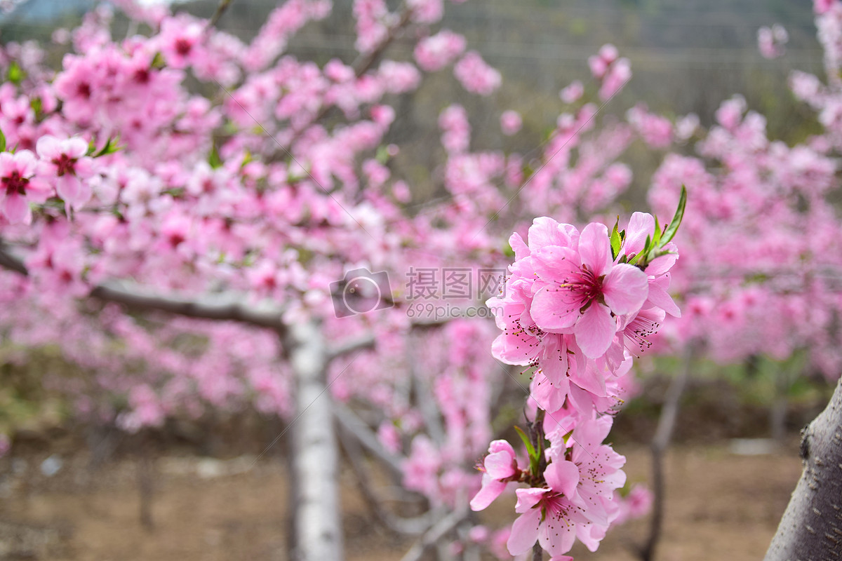 盛開的粉色桃花