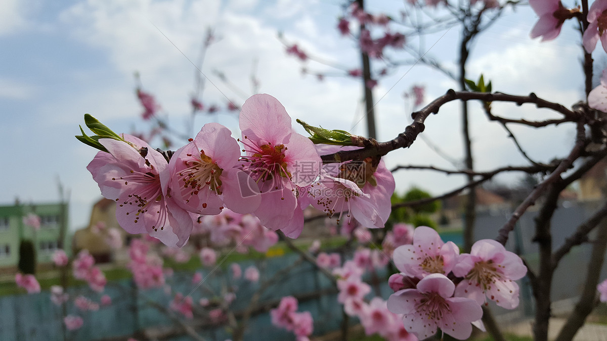 盛開的桃花