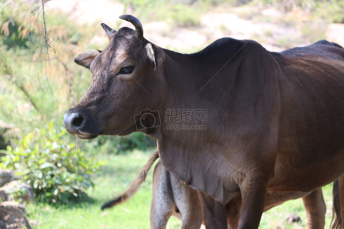 牛攝影圖片免費下載_動物圖庫大全_編號500460530-攝圖網