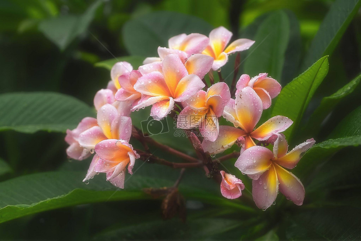 綻放的花朵