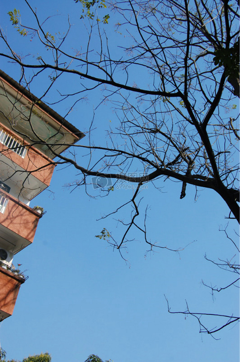 图片 照片 自然风景 广西大学旧校园一角.