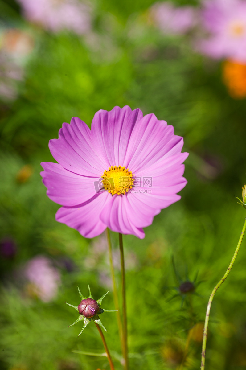 照片 自然風景 花朵.jpg