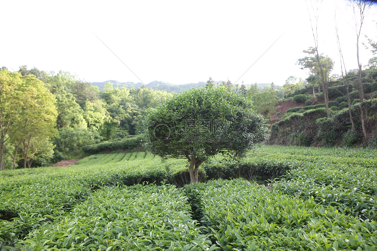 农家茶树