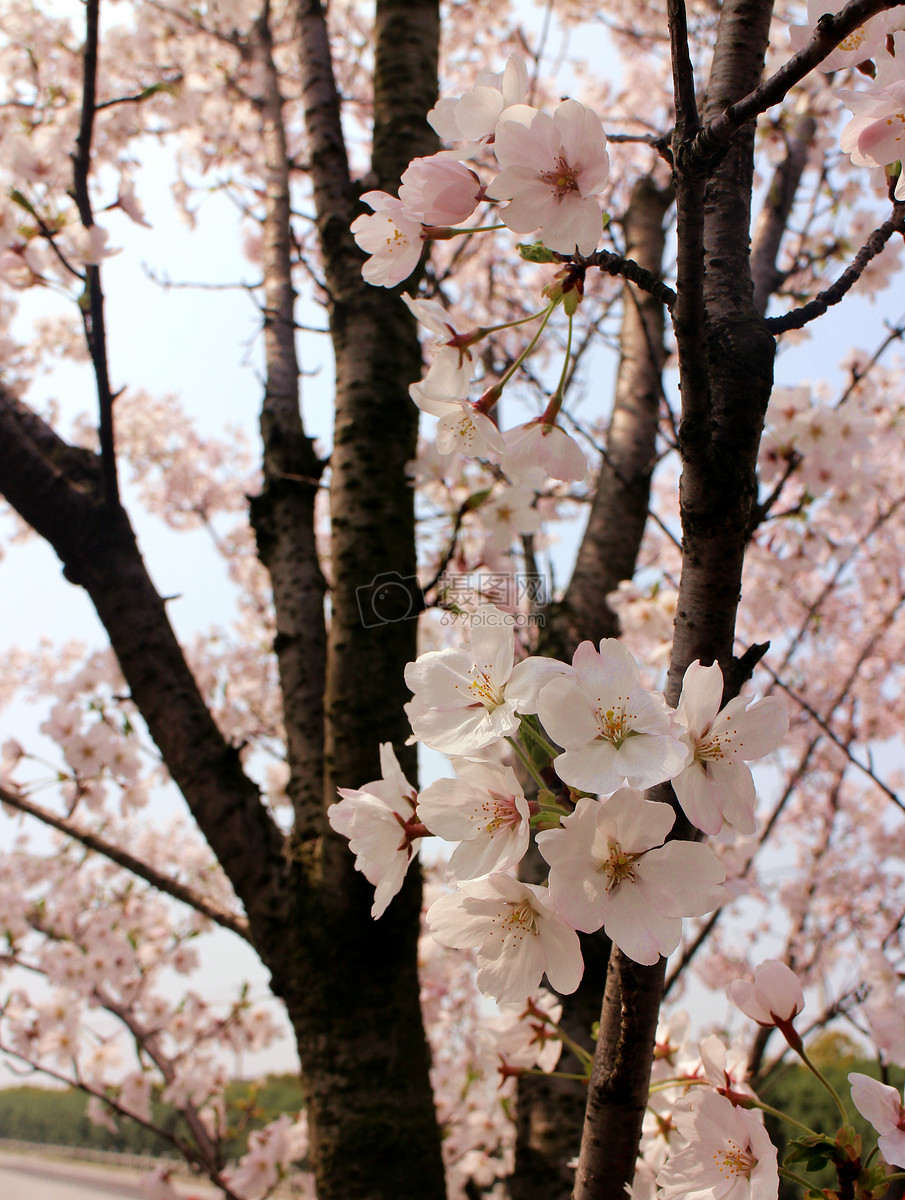 早春灿烂的樱花